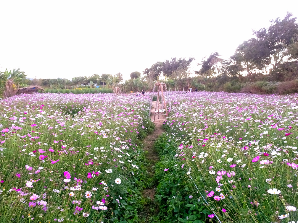 Vườn hoa hướng dương | Bờ Sông Đăk Bla Kon Tum